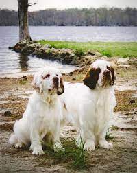 If you're considering adopting a cocker spaniel puppy, make sure you understand this breed's special health considerations. Paradise Clumber Spaniel Home Paradise Clumber Spaniels Clumber Spaniel Clumber Spaniel Puppy Spaniel