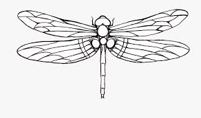 Tattoo Dragonfly Drawing Clip Art Outline Images Of Dragon Fly Free Transparent Clipart Clipartkey No fairytale illustration is complete without a dragon. tattoo dragonfly drawing clip art