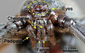 By volume, lactrodectus venom is an extremely toxic mix of poisons capable of causing muscle cramps, severe pain, hypertension, weakness and sweating in bite victims. Brown Widow Spider Latrodectus Geometricus