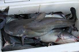 Jug Fishing Producing Plenty Of Alabama River Catfish Outdoor Alabama