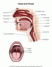 Sep 23, 2020 · do this to improve your healing, reduce the risk of bleeding, and prevent fluid loss. Tonsil And Adenoid Surgery Discharge Instructions Tufts Medical Center Community Care