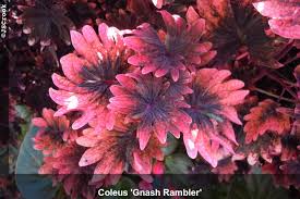 How to plant, grow, and care for coleus plants. Annual Of The Week Coleus Bygl