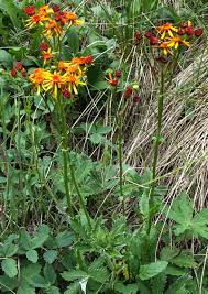 Image result for Pasaccardoa procumbens