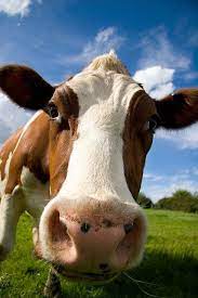 Hellooo Cow Pictures Cow Cute Cows