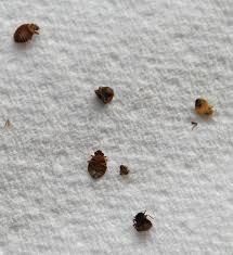 What Kills Bed Bugs Instantly: 15 Methods