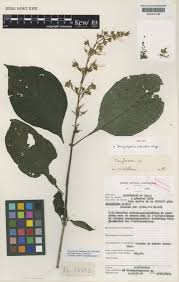 Image result for Brachystephanus