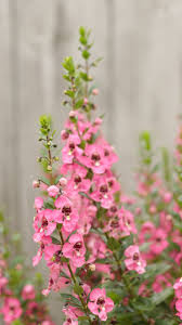 Pin On Mixed Borders Flowers