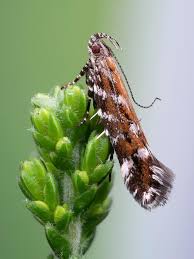 Image result for Ericinella