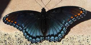 Return to butterfly host plants. Red Spotted Purple Butterfly Identification Characteristics Distribution Photos Size