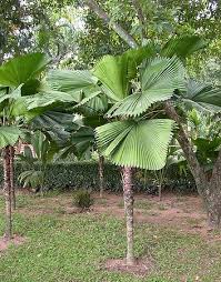 Image result for Licuala grandis