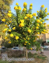 Moon valley nurseries has a great selection of arizona yellow bells that are grown only from our best specimens. Tecoma Stans Bignonia Stans Yellow Elder Yellow Bells Garden Catalogs Florida Landscaping Landscaping Plants