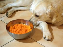 Hunde Huhnersuppen Rezept Bei Zwingerhusten Der Hundeblog Fur Hundeliebhaber In 2020 Rezepte Mit Karotten Huhnersuppe Rezept Morosche Karottensuppe Hund