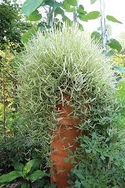 Hanging Basket Of St Augustine Grass This One Variegated Perennial Grasses Fertilizer For Plants Plants