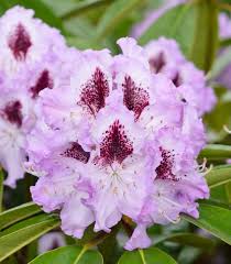 The 'pjm' rhododendron is a compact variety that is also quite easy to grow and does better in full sun that most rhododendrons. Buy Rhododendron Blue Jay Hybrid Rhododendron Blue Jay