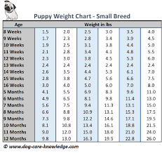 puppy weight chart this is how big your dog will be