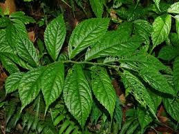 Image result for Elatostema paivaeanum