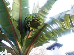 Palm Tree That Looks Like Bird Of Paradise This Is Our Biggest Flower The Palm Bearing It Looks Like A Banana Tree When Small But Grows To About 30 Feet Tall In Trees To Plant Plant Leaves Big Flowers