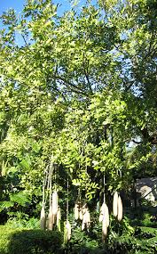 Image result for Kigelia africana