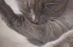 This is where her eyebrows would be. Remedies For Cat Losing Hair Thriftyfun