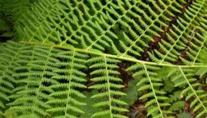 Image result for Ficinia filiformis