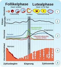 Eisprung, follikelsprung oder ovulation bezeichnet den vorgang im menstruationszyklus, bei dem eine unbefruchtete eizelle aus einem reifen follikel ausgestoßen wird und in den eileiter wandert, wo. Sex Wahrend Eisprung Indilici