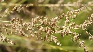 Image result for Eragrostis porosa