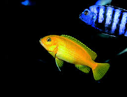 Image result for Solanecio cydoniifolius