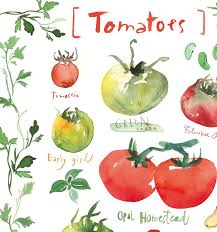 Tomato Chart Poster Vegetable Art Print Watercolor