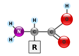 With amine oxidase activity (suzzi and gardini 2003). Aminosauren Wikipedia