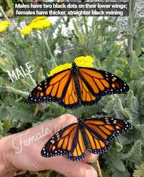 All About Monarchs How To Attract Raise Release Monarch Butterflies Homestead And Chill In 2020 Raising Monarch Butterflies Monarch Butterfly Garden Monarch Butterfly