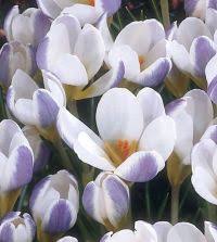 Image result for Pycreus chrysanthus