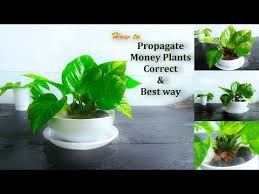 We did not find results for: How To Propagate Money Plants Correct Best Way Propagating Pothos From Cuttings Green Plants Youtube Money Plants Plants Propagating Plants