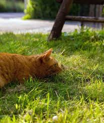 Cat Positions And What They Mean Cat Position Cats Cat Body