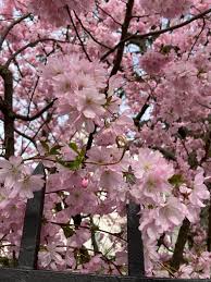 tangledbea on Tumblr