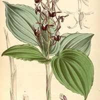Image result for Eulophia horsfallii