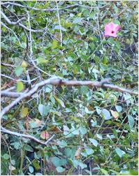 Image result for Clerodendrum tricholobum