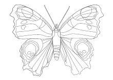Malvorlage schmetterling schmetterling projekt schmetterling vorlage schmetterling ausmalen schmetterlinge basteln schöne schmetterlinge seidenmalerei mandala malvorlagen kostenlose. Malvorlagen Insekten Schmetterlinge Kafer Lustige Ausmalbilder