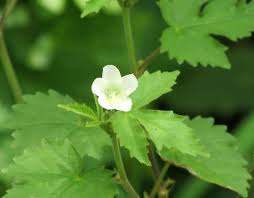 Image result for Hibiscus lobatus