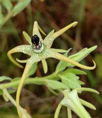 Image result for Napoleonaea angolensis