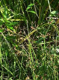 Image result for Fimbristylis aphylla