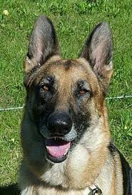 Check spelling or type a new query. Rochester Hills Mi German Shepherd Dog Meet Sahara A Pet For Adoption