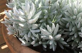 Image result for Caputia