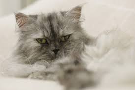 Or at least my cat does *blah*. Do Persian Cats Shed Persian Cat Corner
