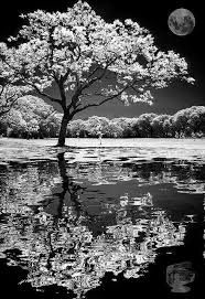 Die schönheit der natur in schwarz/weiß fotografiert. Black And White Simple And Uncomplicated White Photography Art Photography Black And White Photography