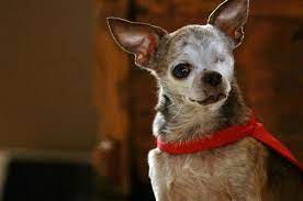 How To Make Your Chihuahua Live Longer