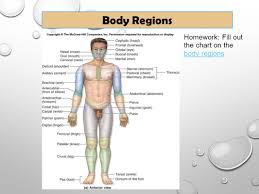 Introduction To Human Anatomy And Physiology Anatomy The