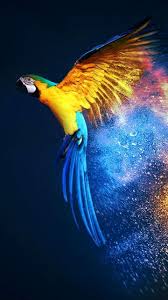 If we missed any of the best camera apps for android, tell us about them in the comments! Top 30 Best Hd Wallpaper Images For Android Mobiles Papagan Papaganlar Hayvanlar