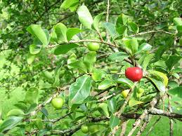 Image result for Malpighia