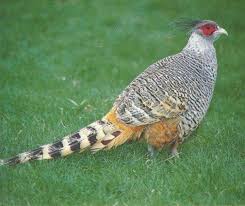 One Male 2012 Cheer Pheasant Pheasants Cheer Pheasant Beautiful Birds Most Beautiful Birds
