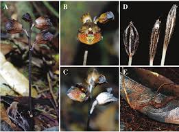 Image result for Gastrodia rwandensis